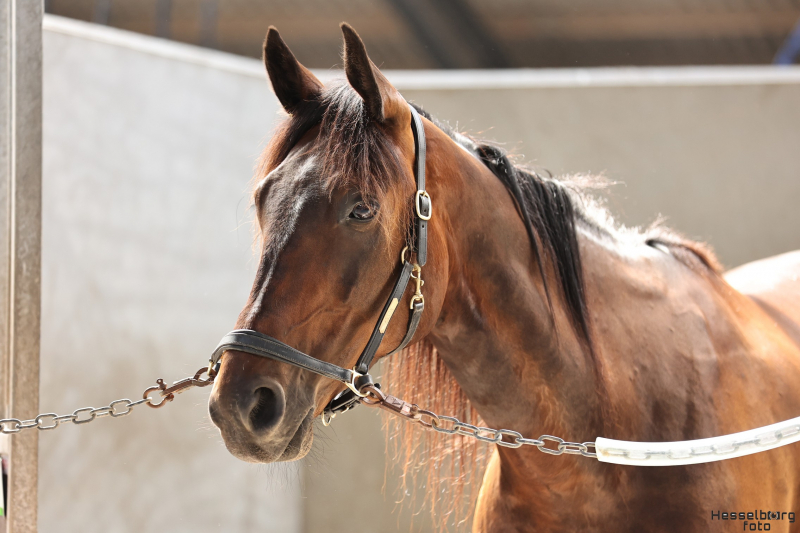 Hestevelfærd en afgørende prioritet 895A2144