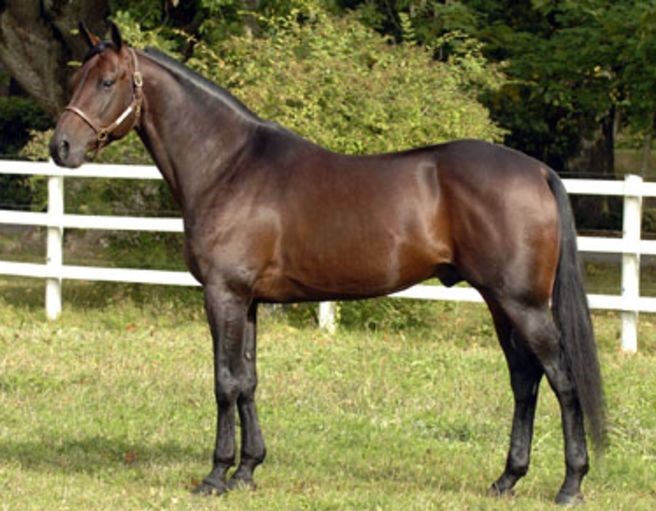 Sælges samlet - Hoppe + Fribedækning fromabove_0