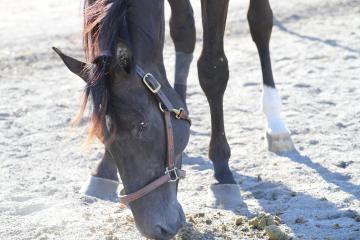 Hest