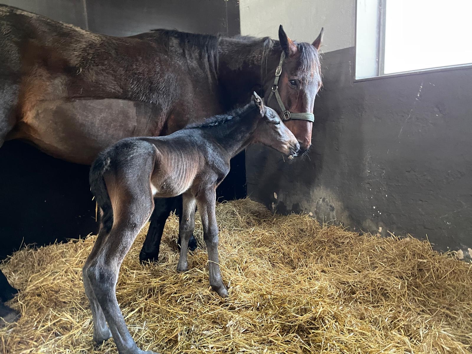 Følnyt - Hoppeføl hos Stutteri Wynn c5ebb5fd-bb6e-4ddd-b247-89fa091882e0