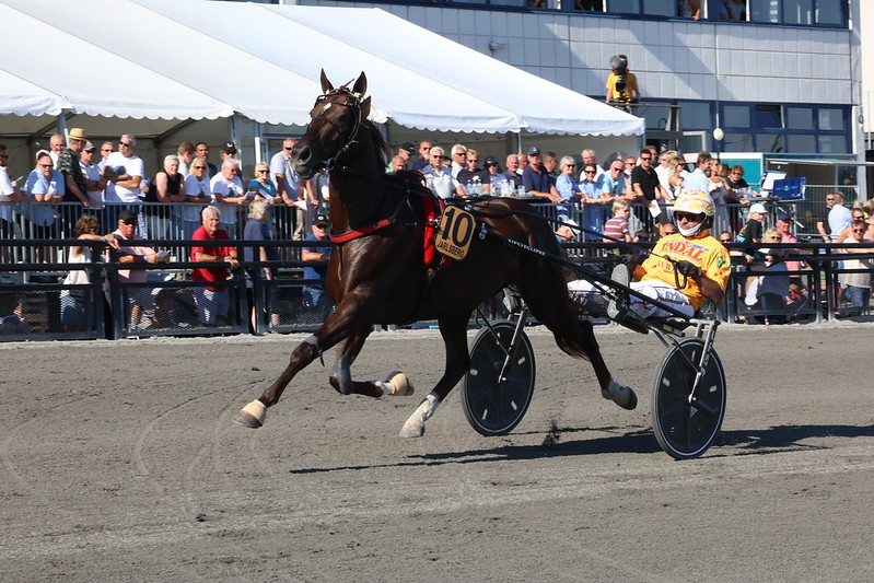 Flytter endnu en hest fra Gocciadoro Banderas Bi