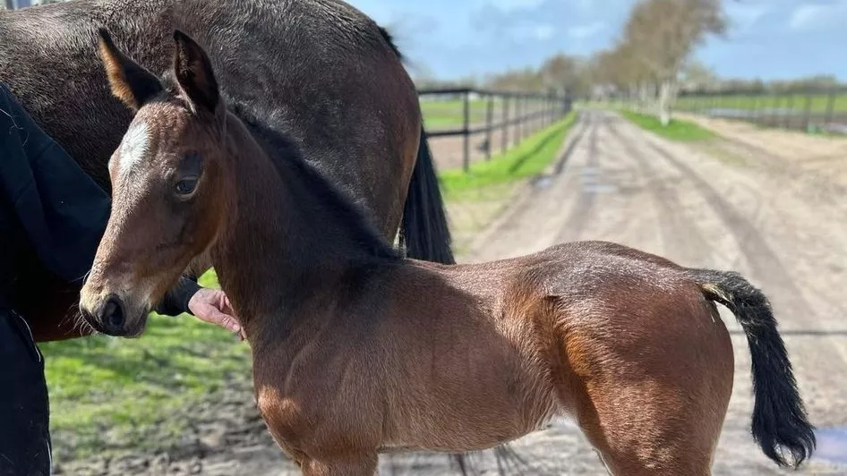Dansk millionær er blevet mor igen TOOLTIME