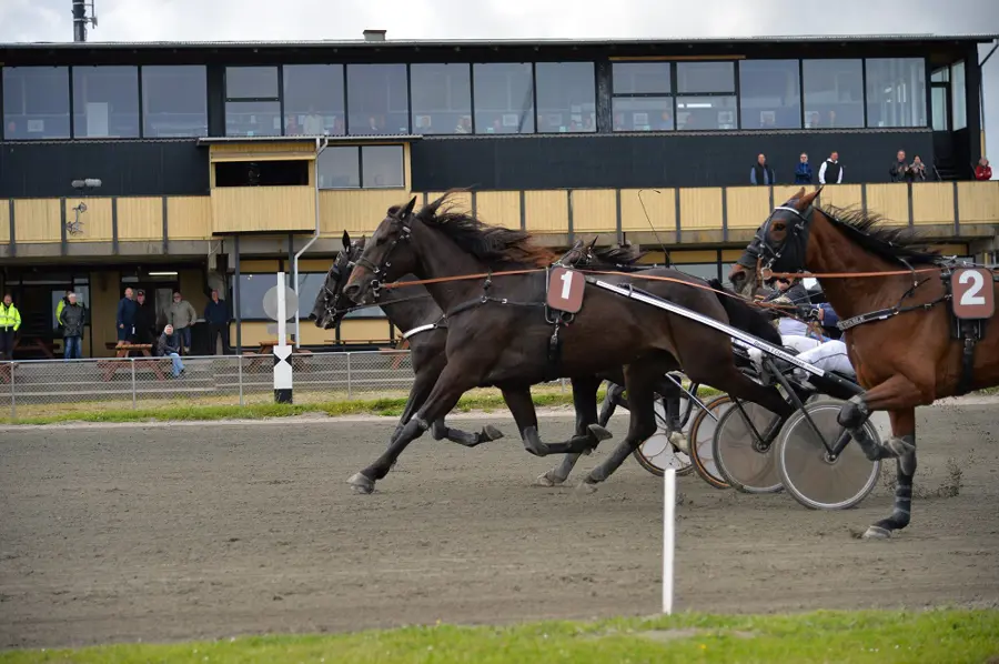 Falster - Drama da første og andenhesten blev deklasseret invincible-sus-240611