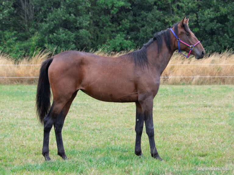 Denne søger vi bud på 51_LadyCaroline_F1-768x576