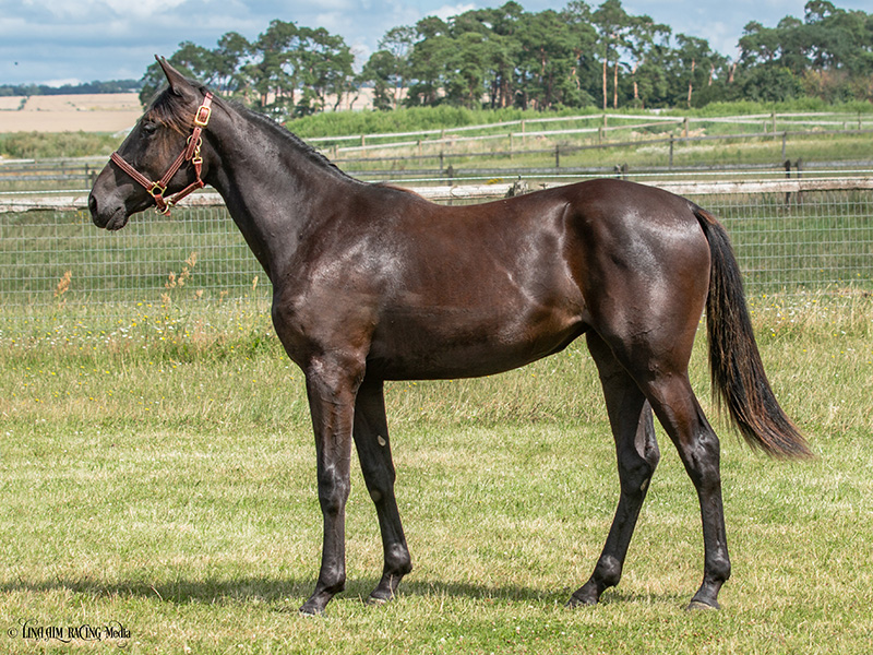 51 KilimanjaroFace F1