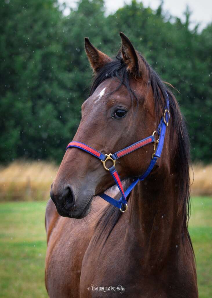 51 LadyCaroline F2 731x1024 1