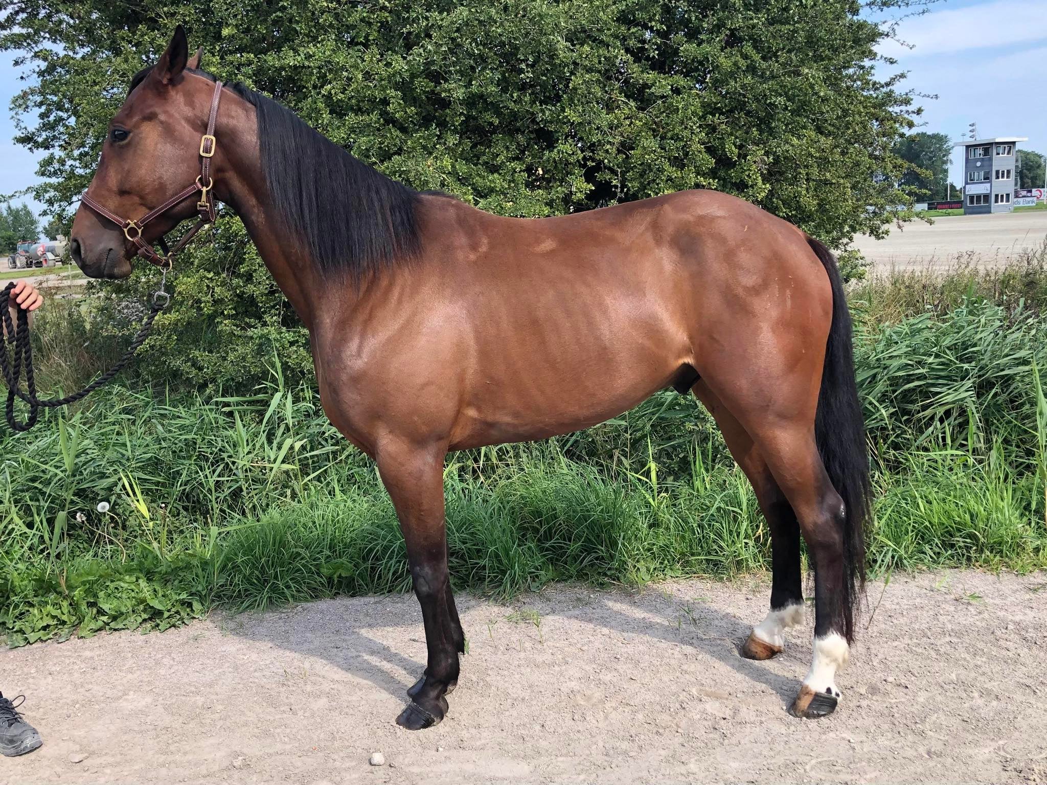 Liv - Vi håber på to hurtige salg Salg