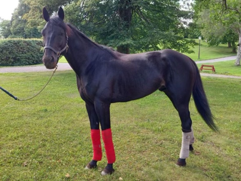 Sotto-duo på Solvalla JeremiasSisu