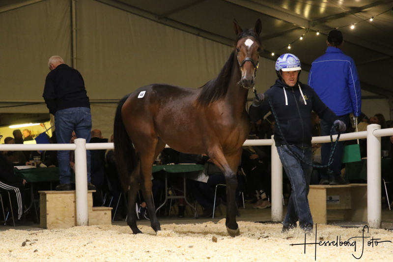 Er i klar - Danish Yearling Sale 2024 3M1A3151