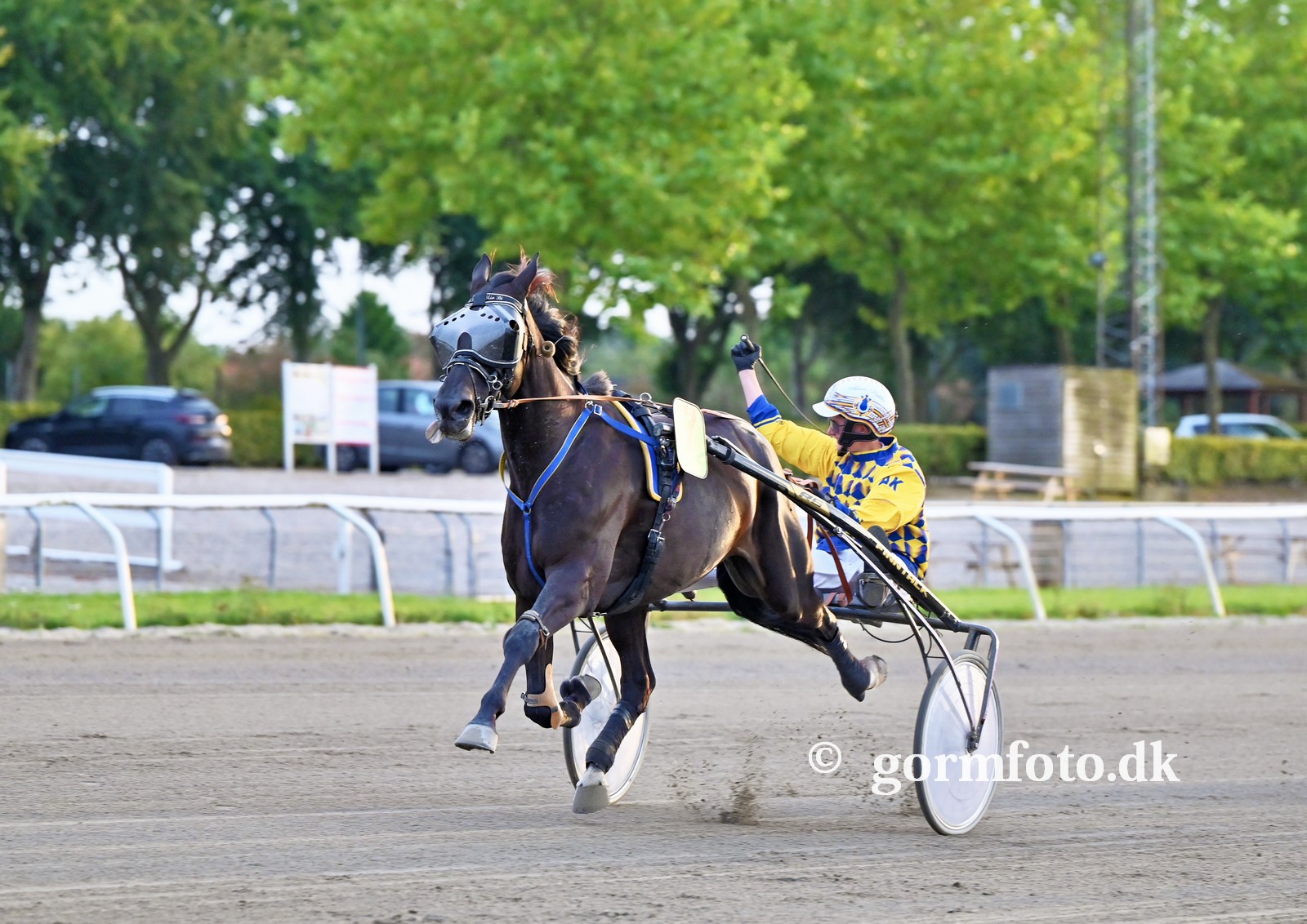 Den første til Adam Køhler AModoMioBi