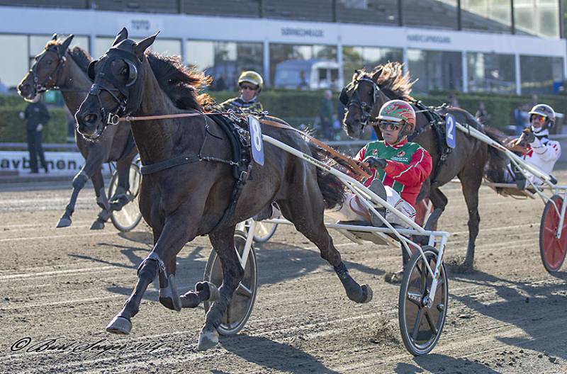 Er hoppen at slå - Keen Lady Josselyn KEEN_LADY_JOSSELYN_MGL8047