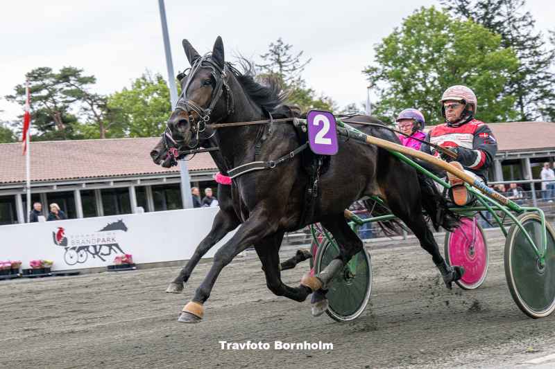 Jessica Femme med John Gommans Bornholms Brand Park 7 oktober 2023 Fotograf Torben Ager Travfoto Bornholm TKA 0744