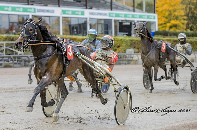 Kort nyt fra nær og fjern FLORICAN_ROLD_P3I9583