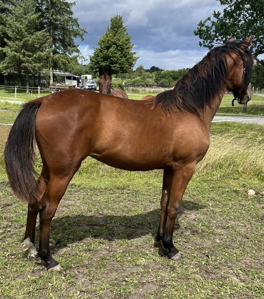 Mirabelle1