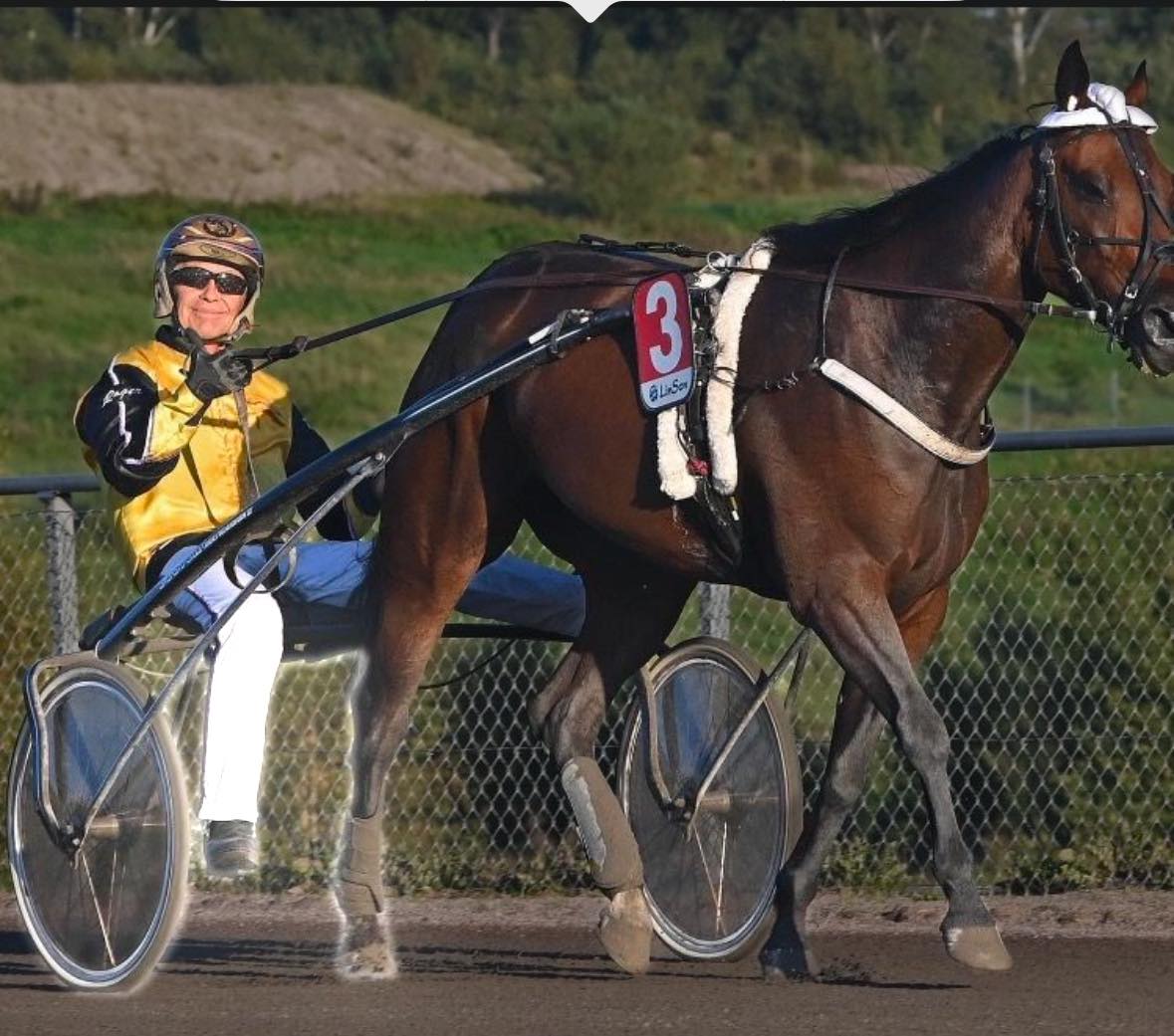 Svensk 12 traver udbydes 462555962_1044251057452240_6078697768571343383_n