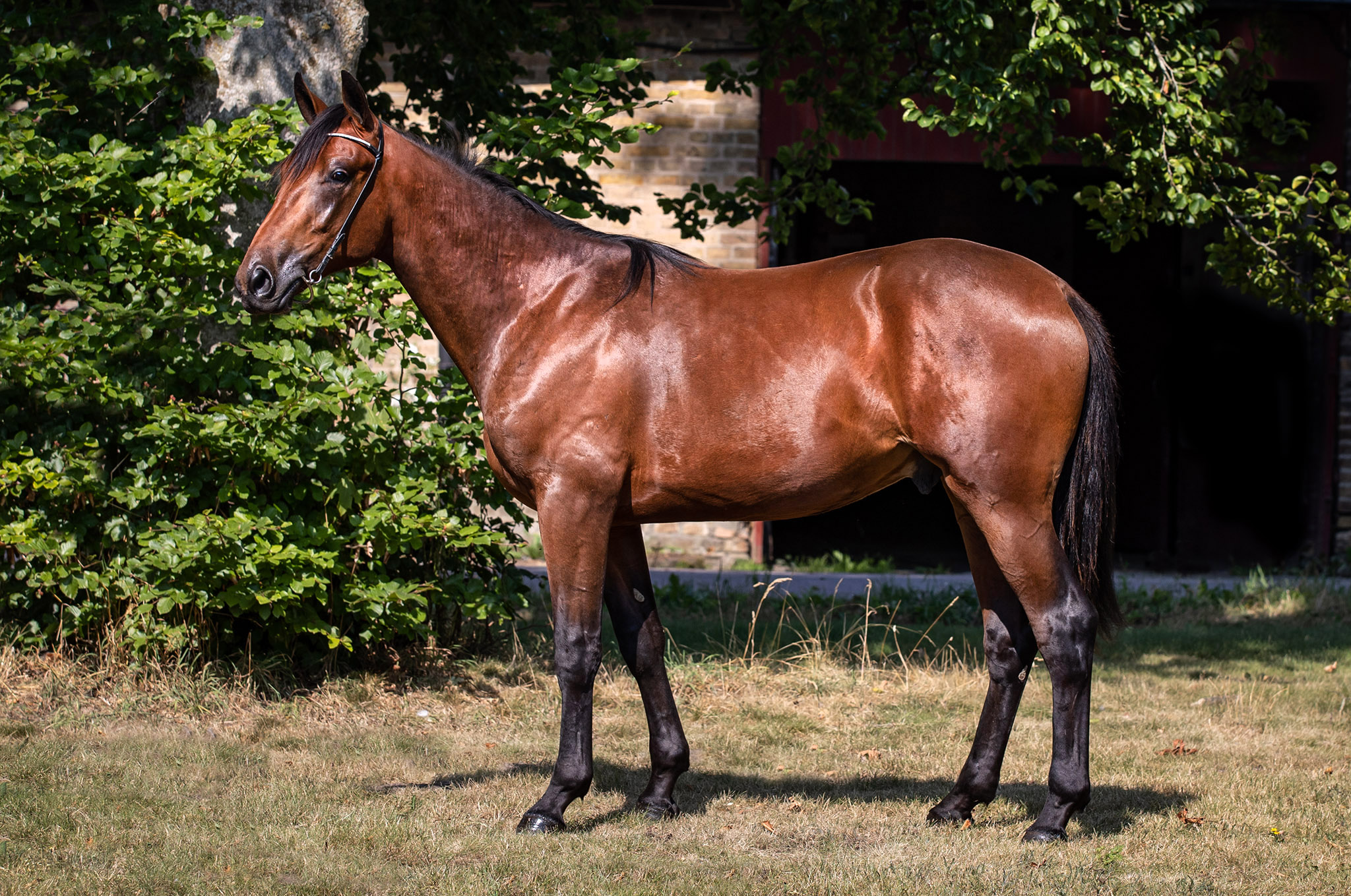 Kostede tre millioner - Nu dansk debut Kolgjini Sale 2020