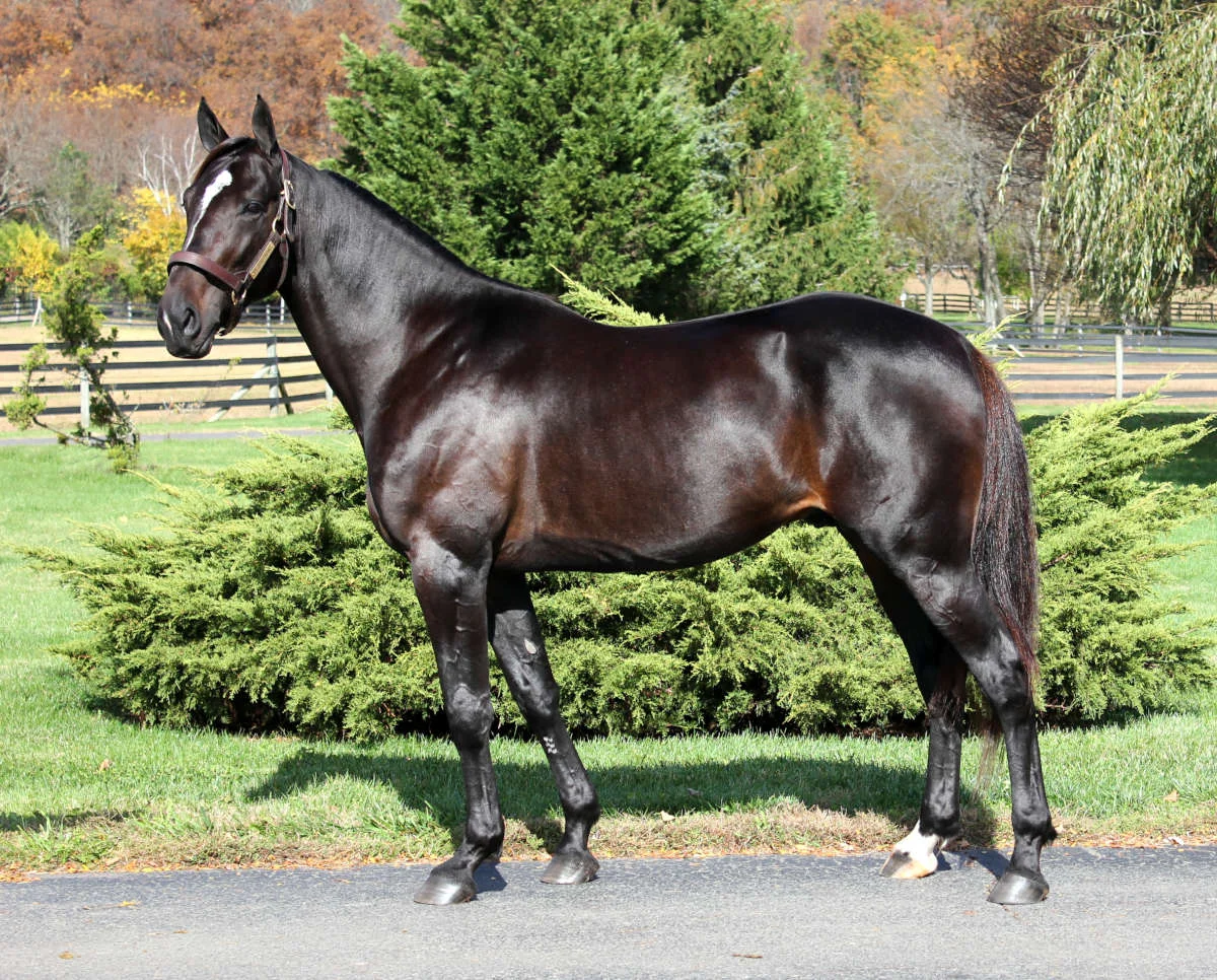 Over 1500 ville bruge hingsten -Trak lod Tacktical-landing-resize-19a9ef00