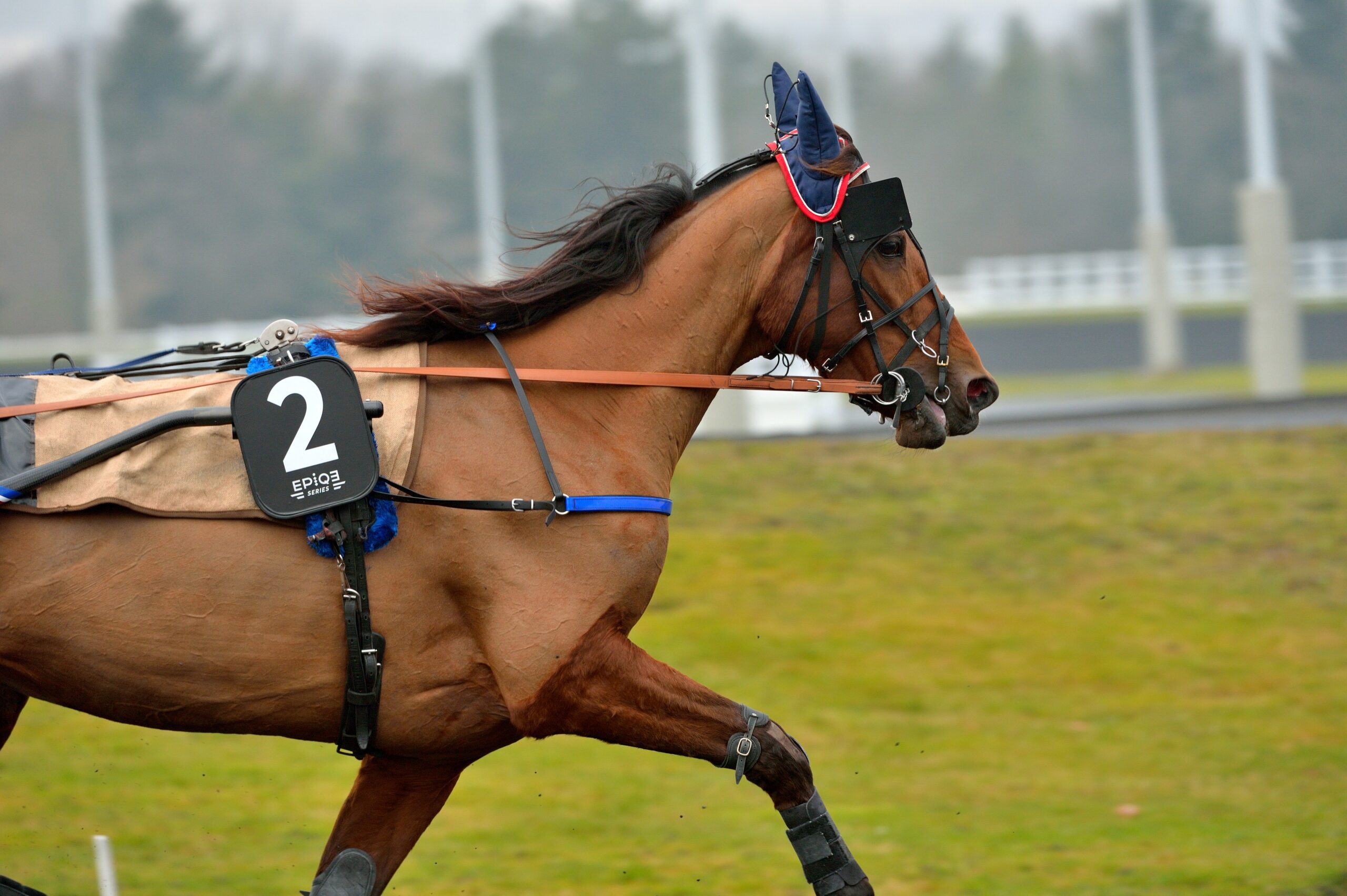 Testet 60 heste for milkshaking Vincennes, Prix de France, 2017
