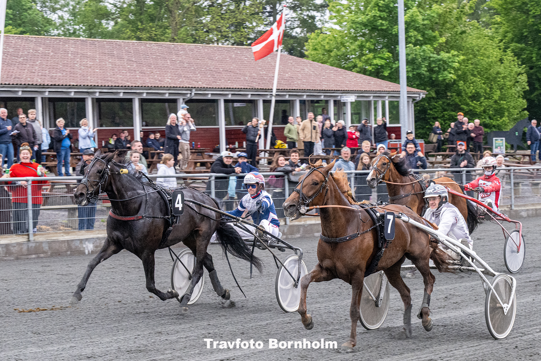 Filly med Niclas Steinlain 30 maj 2025 Fotograf Torben Ager Travfoto Bornholm TKA 0207