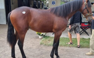 Renewable 730x450 1