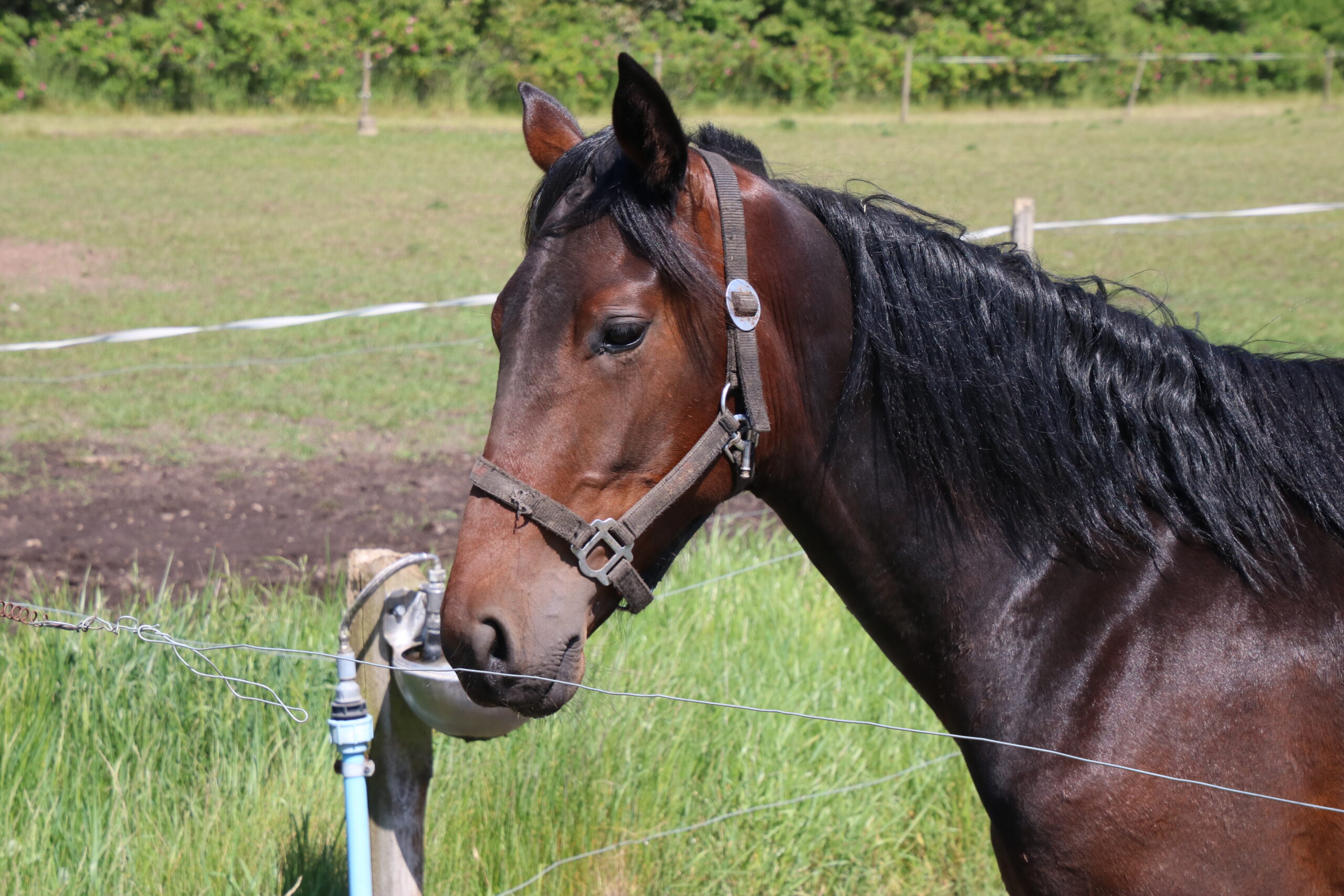 Hest døde efter løb