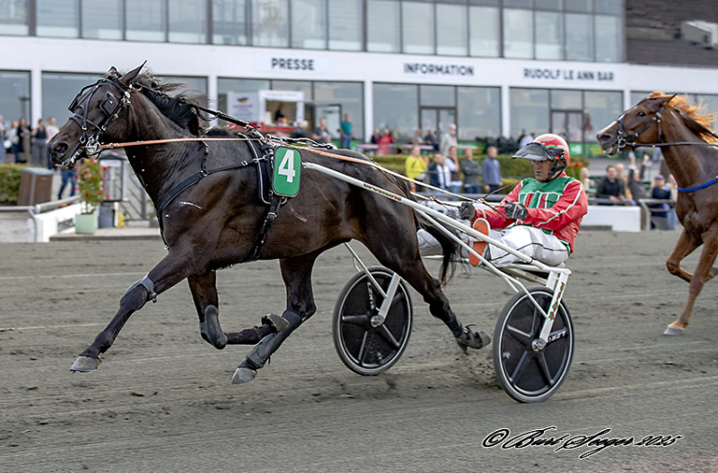 LIMERICK DOWNS S2 9508