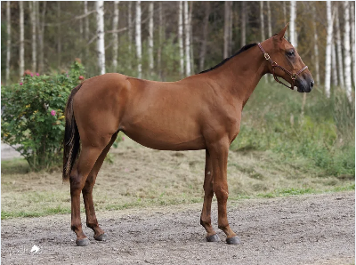 Couronne dInverne opst Lina