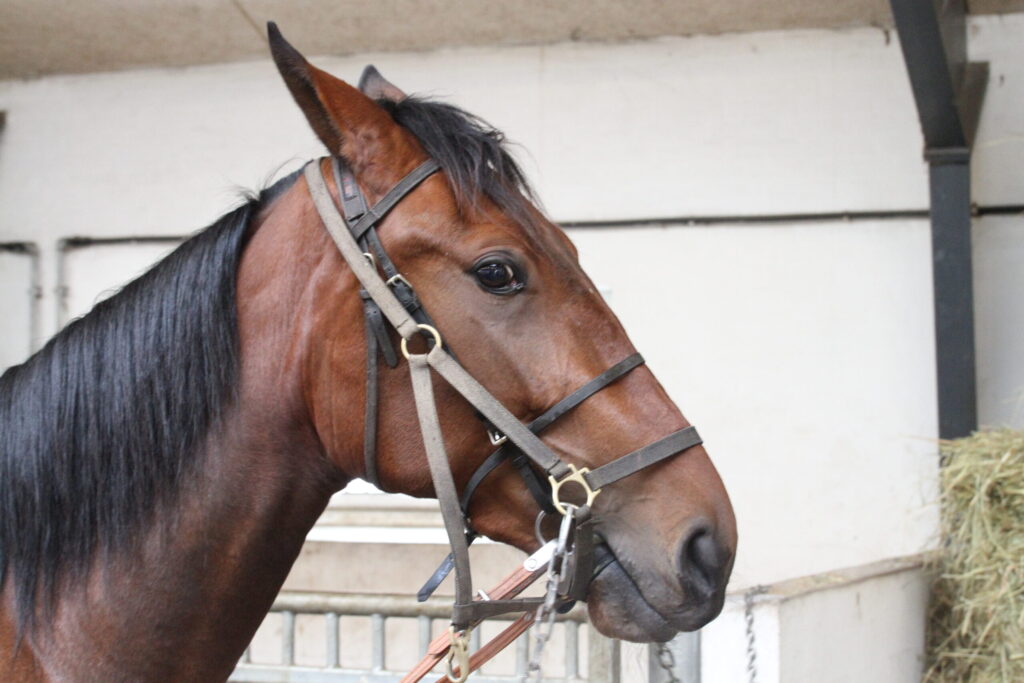 Hest 1 scaled 1