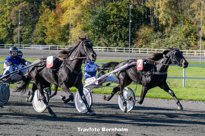 Inverness Downs med Niclas Steinlain 19 oktober 2025 Fotograf Torben Ager Travfoto Bornholm TKA 3691