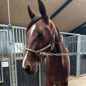 Salg af 3 topstammede 2-åringer