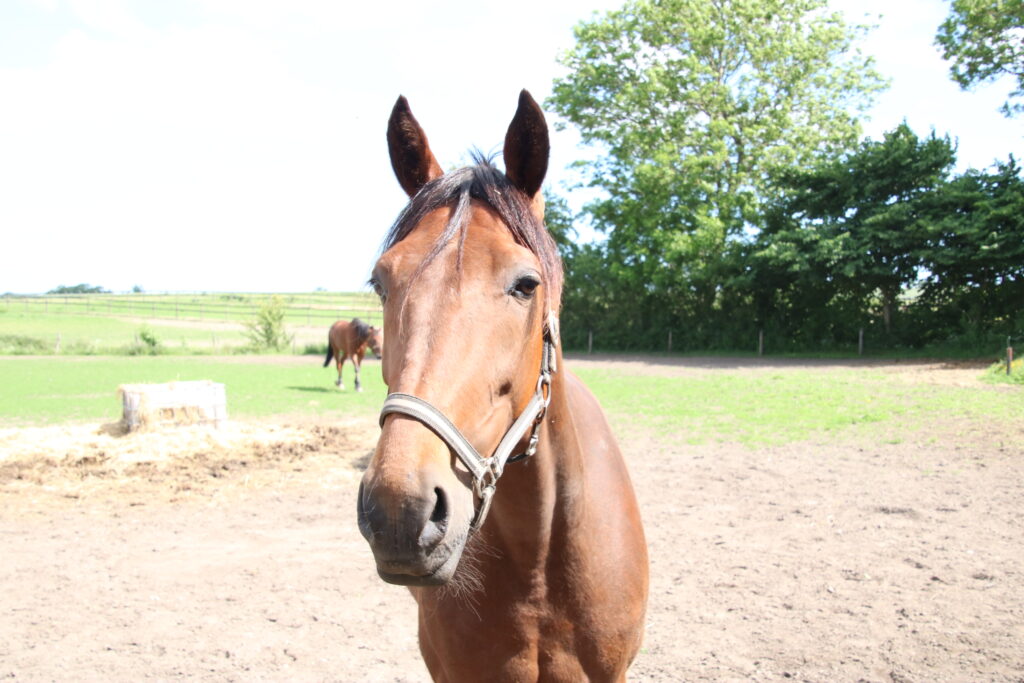 Hest 1024x683 1