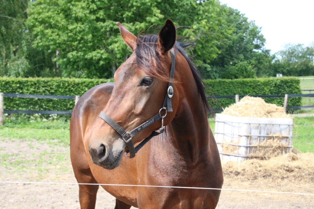 Hest 2 1 1024x683 1