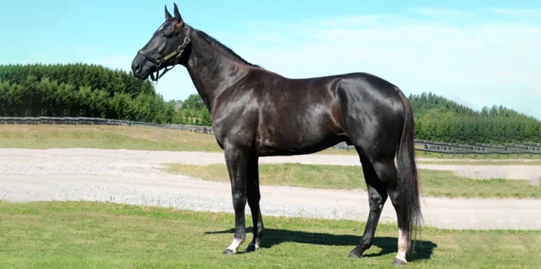 nuncio 41 o 09a96883