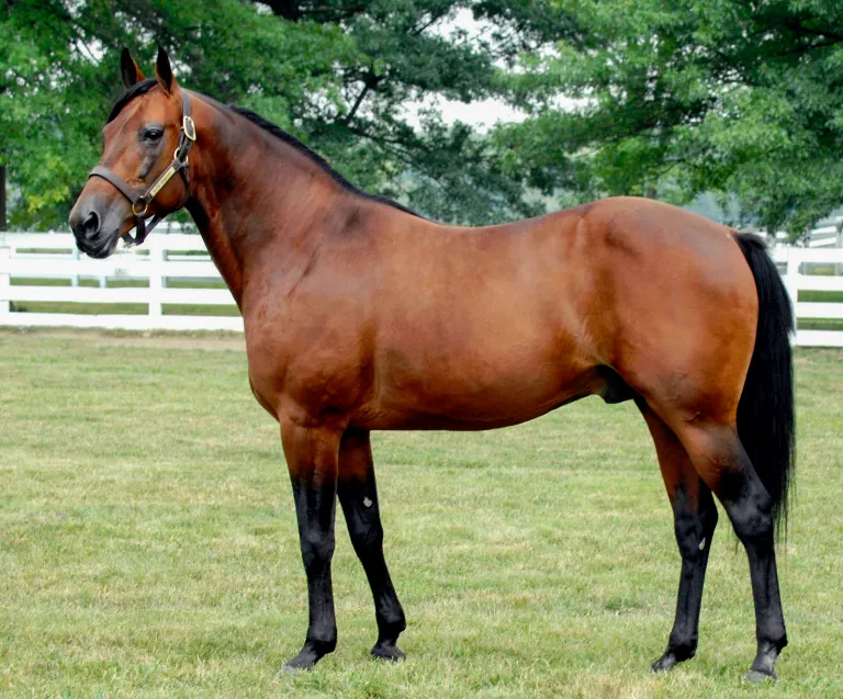 s j s caviar up
