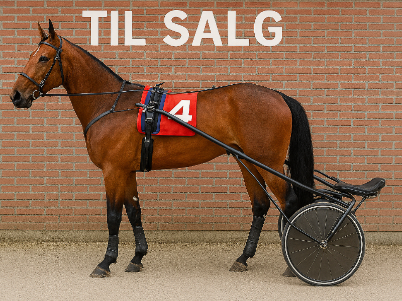 travhest til salg r 800x600 1