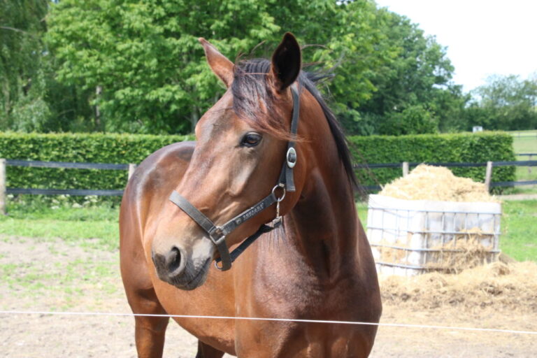 Hest 2 1024x683 1