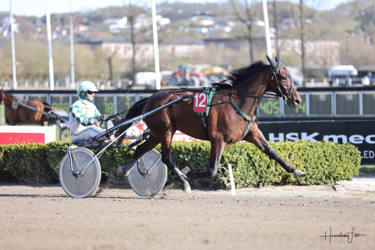Showman 6578 1
