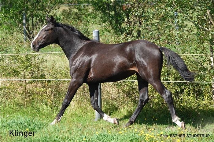 webimageloader 1