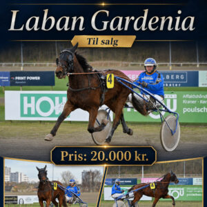 Laban Gardenia