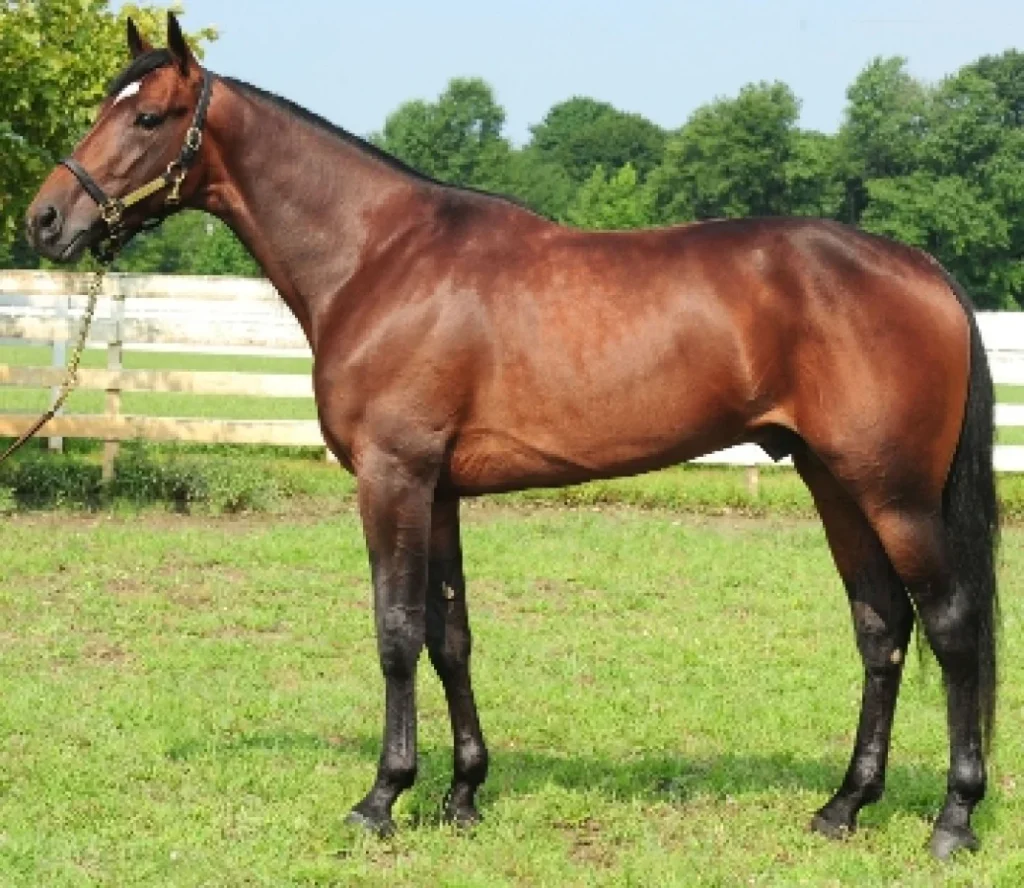 muscle hill 23 o c4e77e47