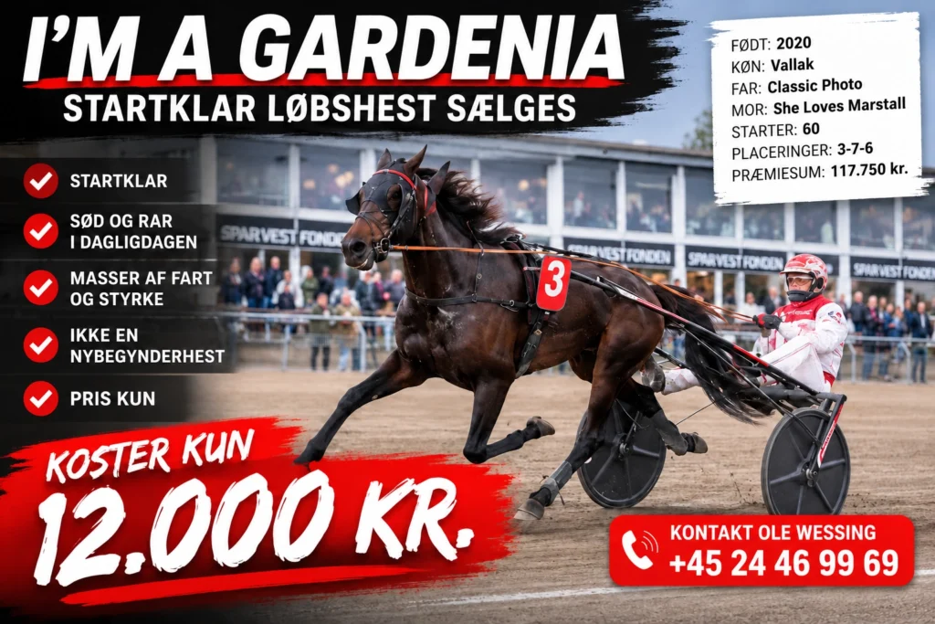Travhest og kusk med 12.000 kr 1536x1024 1 1