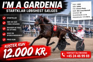 Travhest og kusk med 12.000 kr 1536x1024 1 1