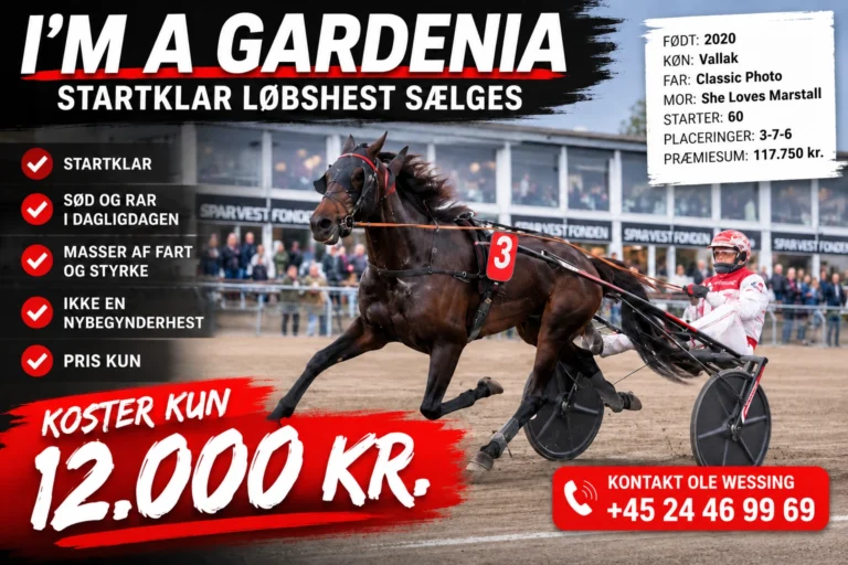 Travhest og kusk med 12.000 kr 1536x1024 1 1