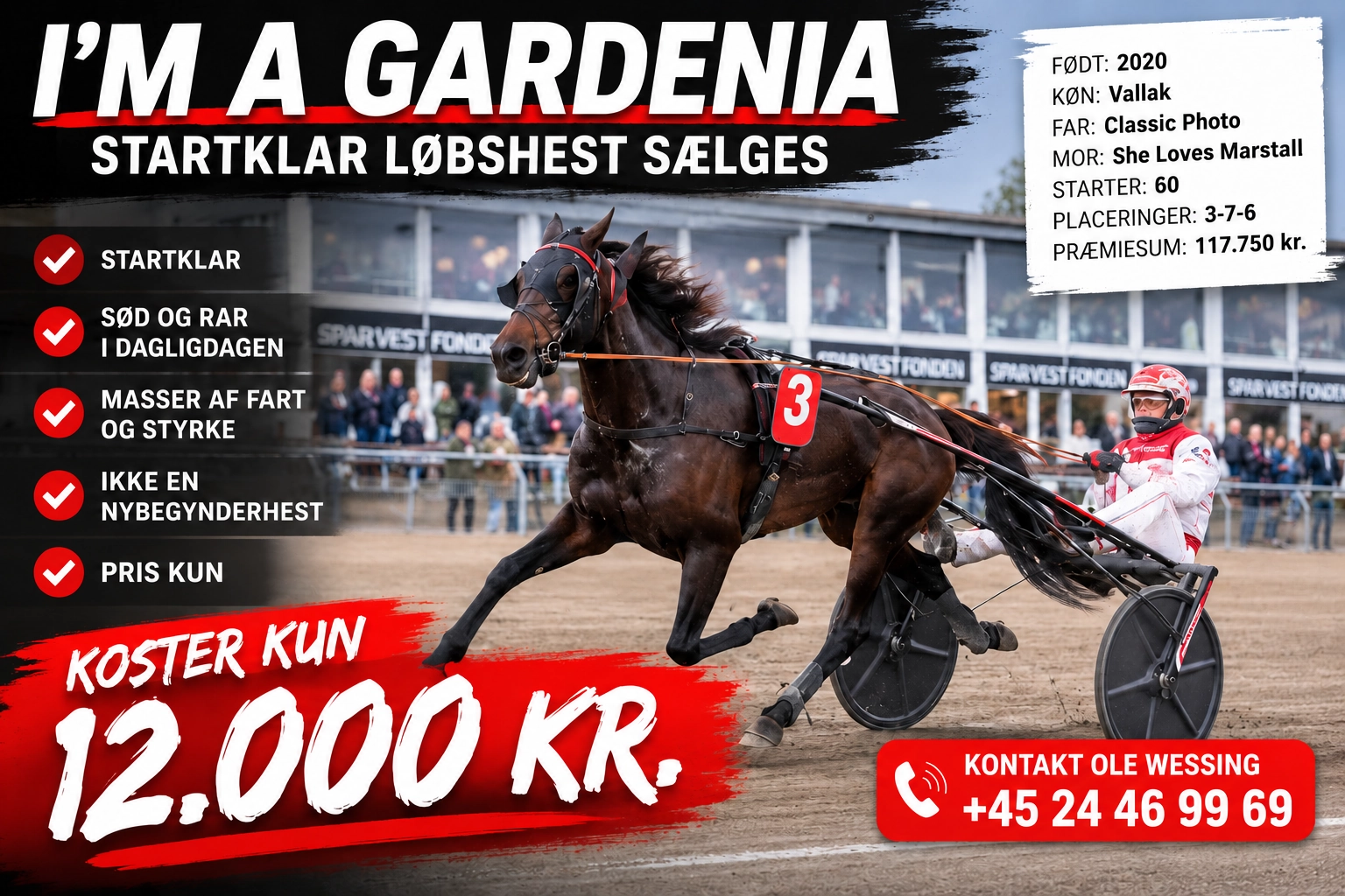 Travhest og kusk med 12.000 kr 1536x1024 1 1