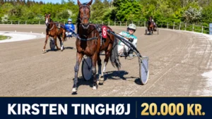 Kirsten Tinghoej – travhest til salg 1280x720 1
