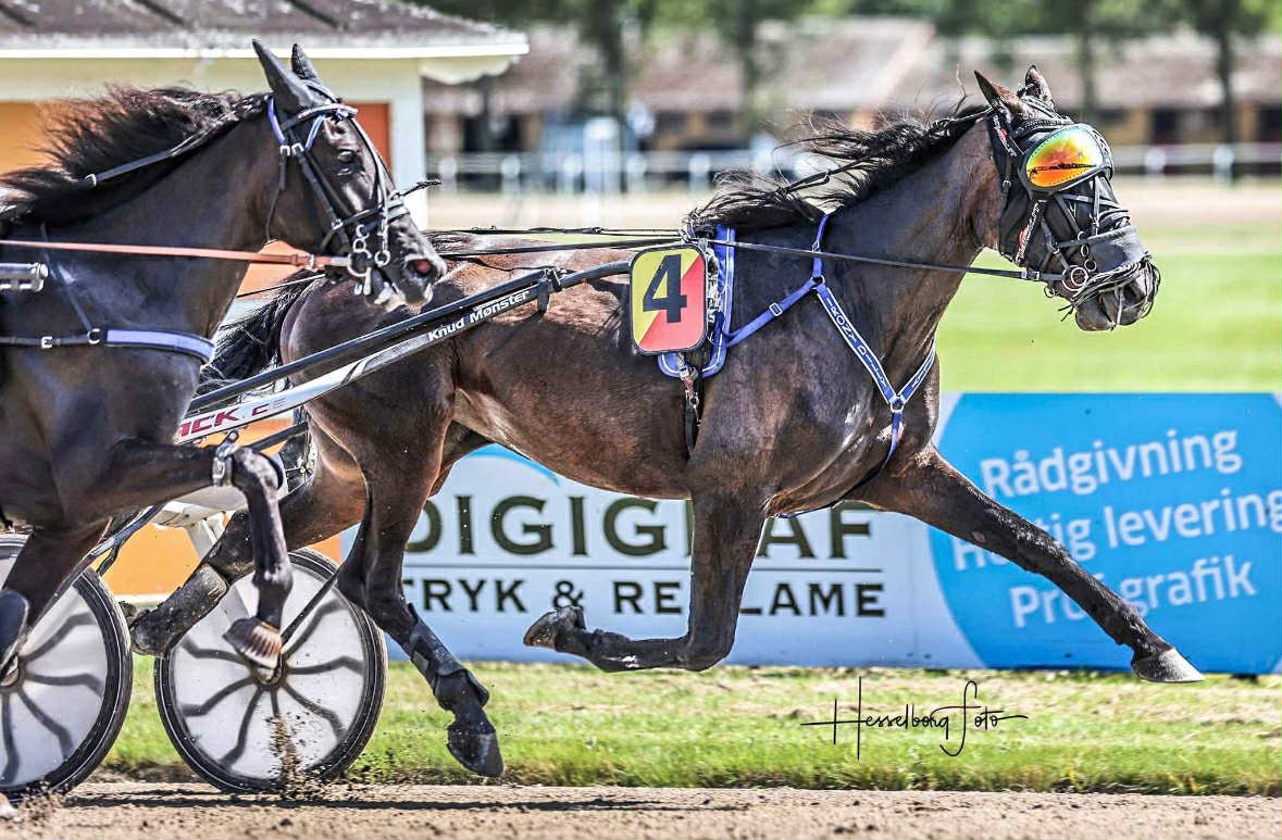 Salgshest starter i dag 28a9651c-49f9-4de5-986b-b26a25f70496-1