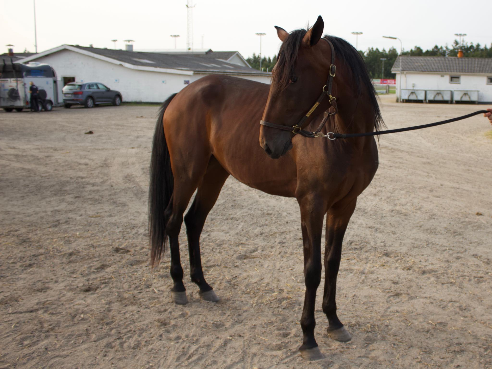 Lady Caroline – En hoppe med eliteblod i årerne 310e0a39-d645-4a8b-9d58-b7a9f0233bdb