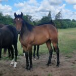 Salgsannonce - Ofelia Gardenia 44aafa78-e788-43c9-b86b-4053bf59d75e