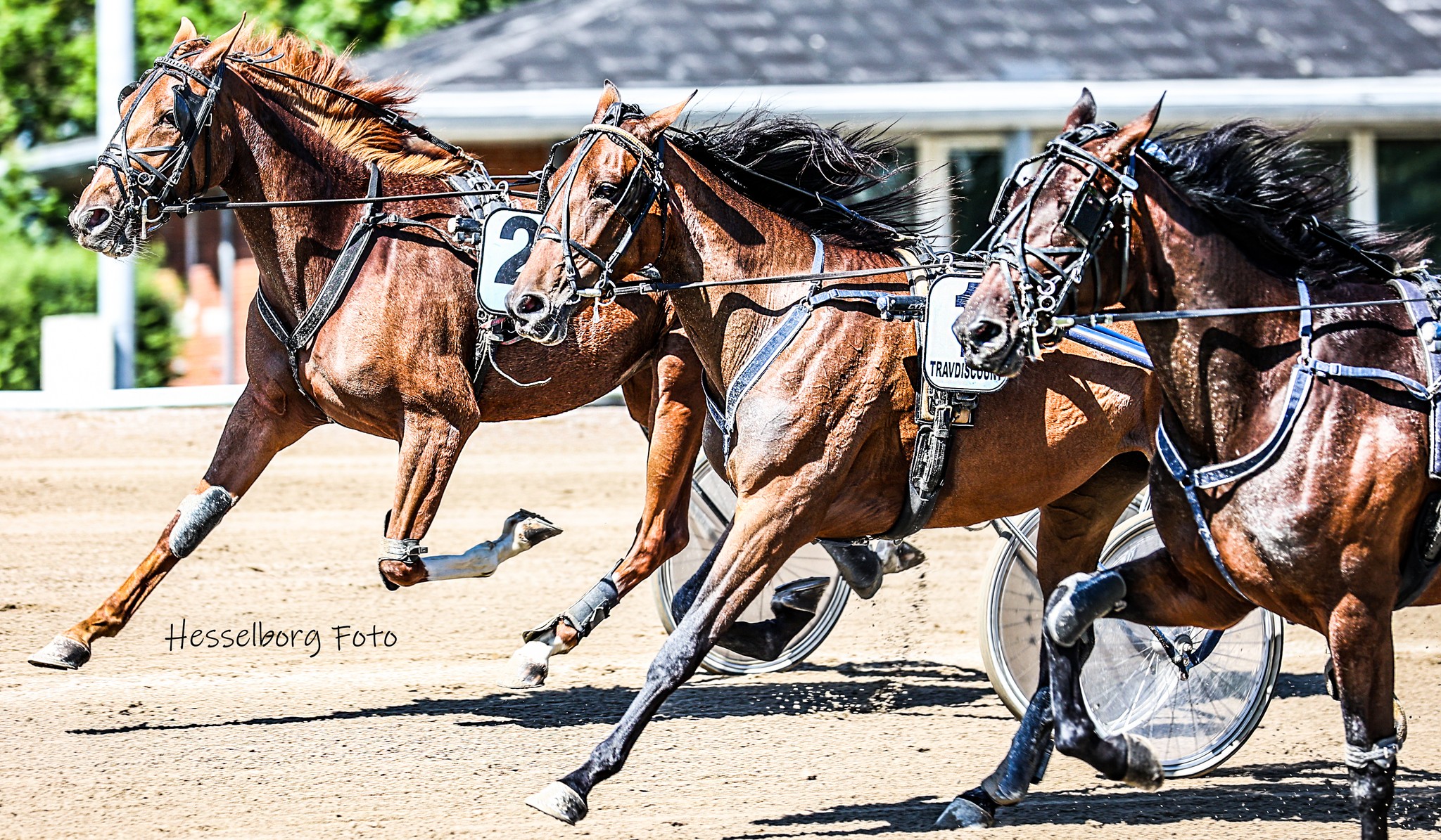 492610167 1260984016032618 7445674569075802622 n