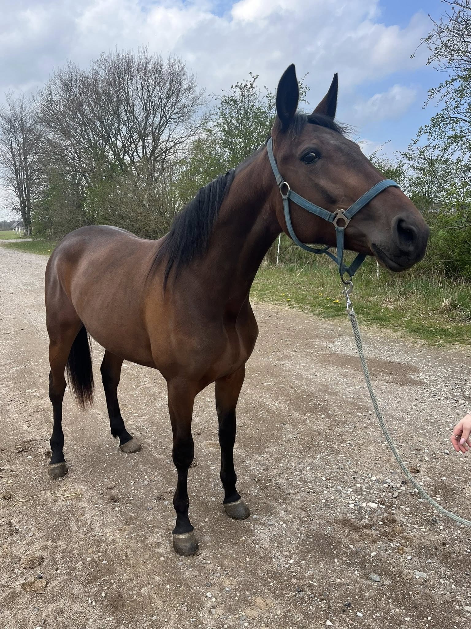 Cambo Bahia-datter udbydes 493003658_3388020974662906_5712787568952246535_n